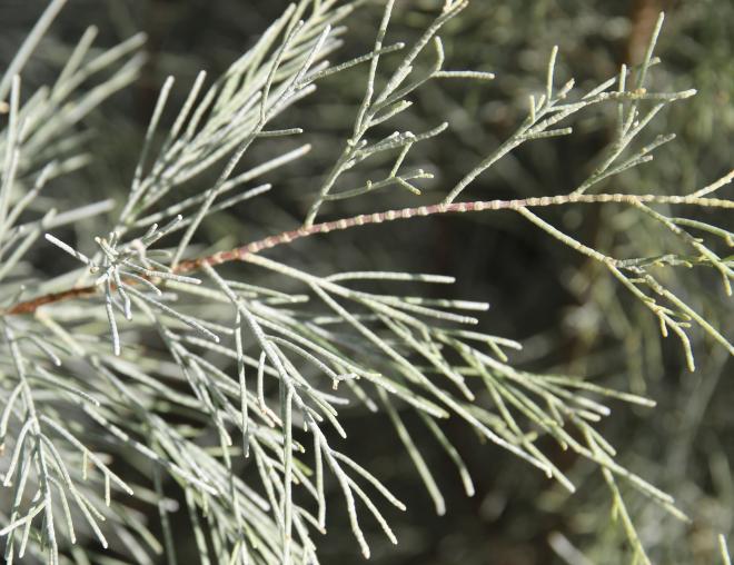 Tamarix aphylla leaves