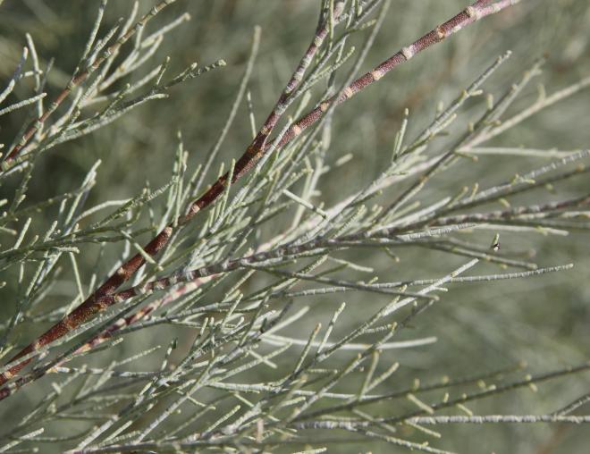 Tamarix aphylla leaves