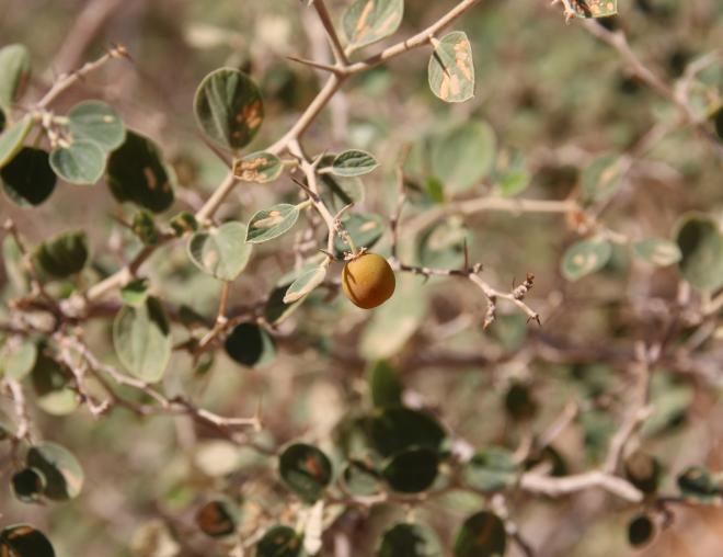 Ziziphus nummularia fruit