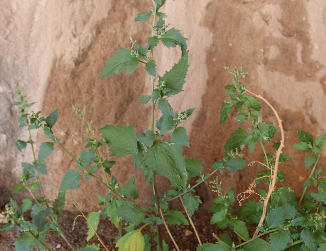 Whole plant