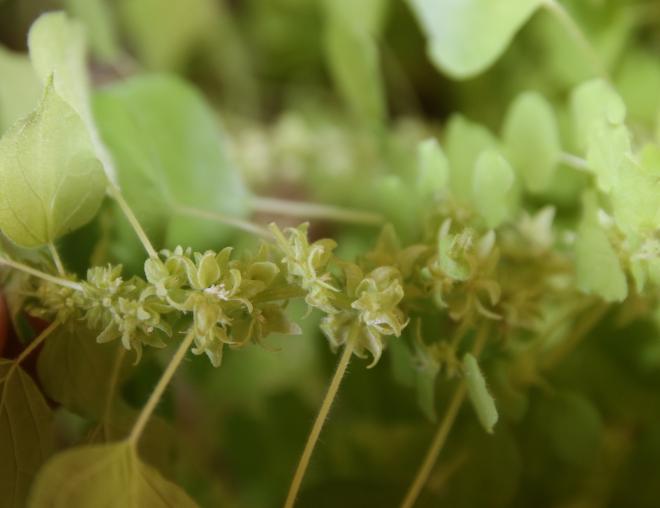Parietaria alsinifolia flowers and fruits