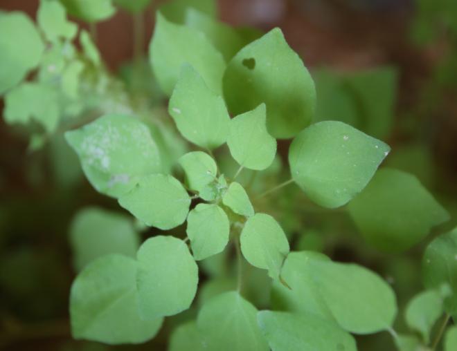 Parietaria alsinifolia leaves
