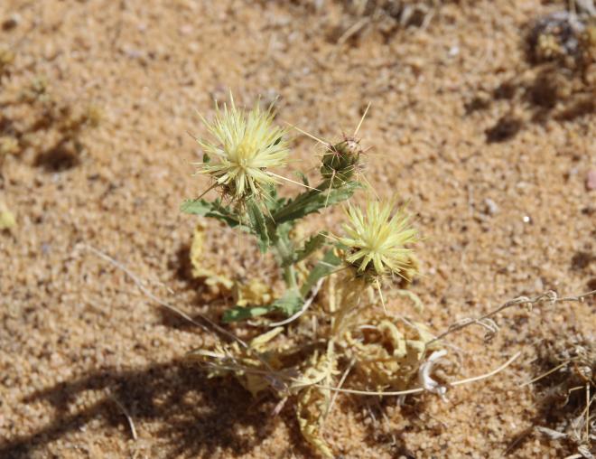 Centaurea scoparia flowers