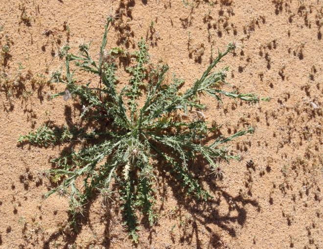 Whole plant