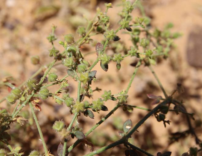 Zygophyllum glutinosum fruits