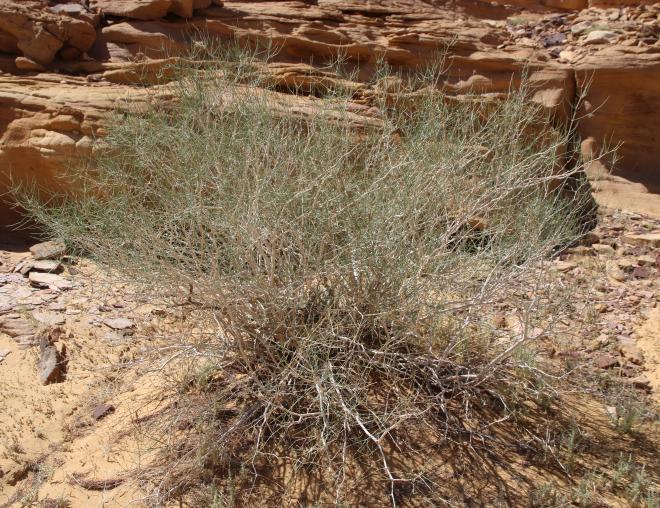 Whole plant