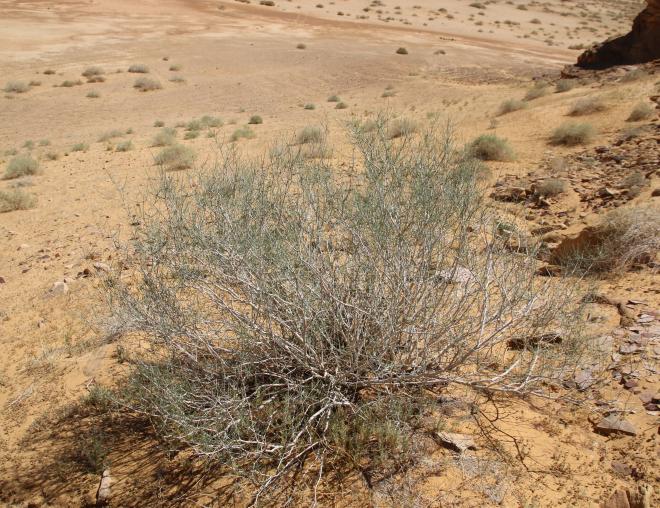 Whole plant