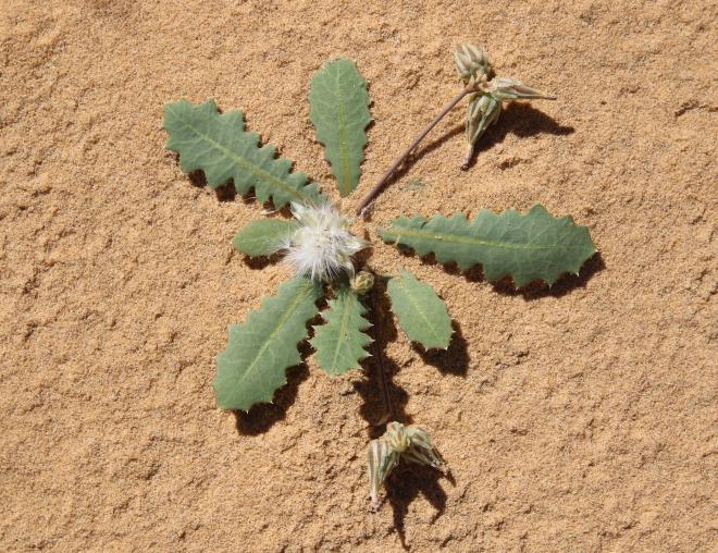 Whole plant