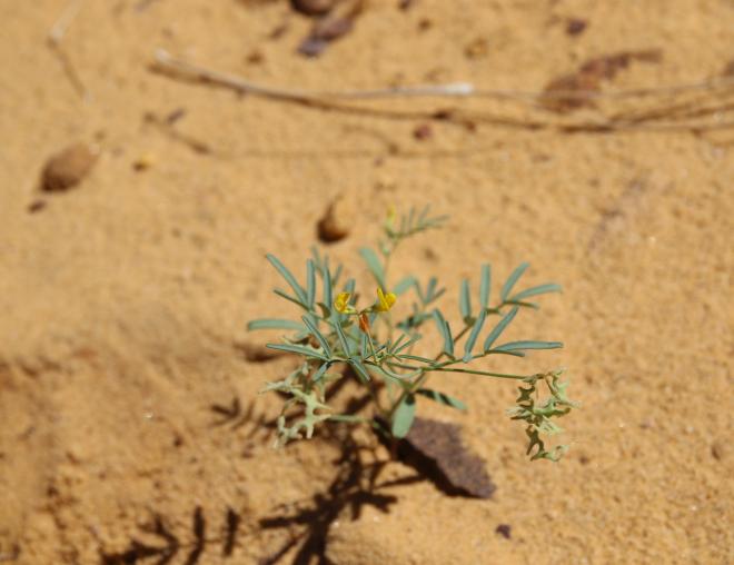 Whole plant