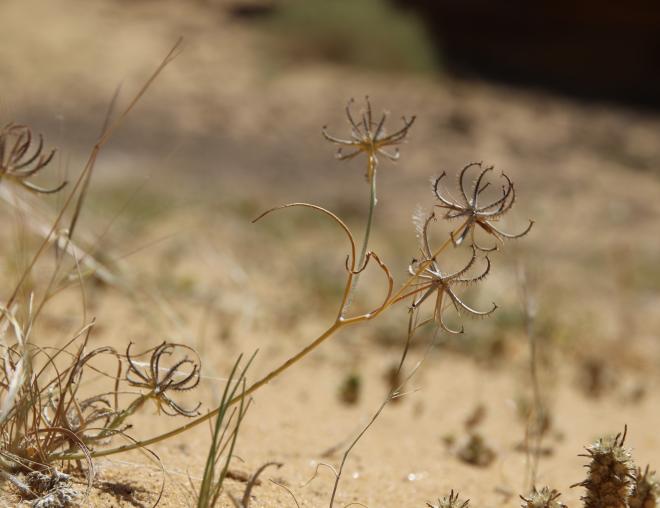 Koelpinia linearis fruit