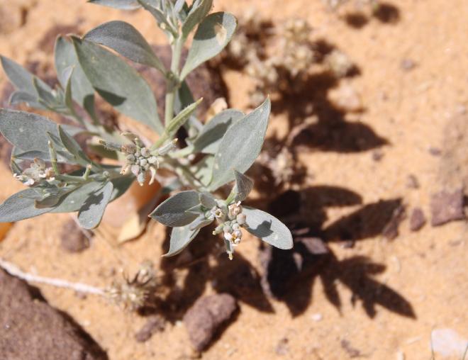 Whole plant