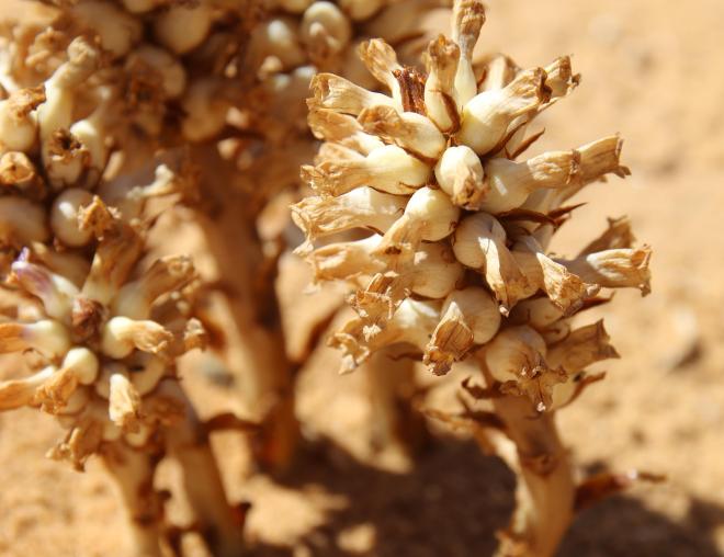 Whole plant