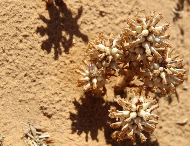 Whole plant