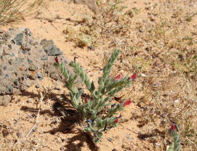 Whole plant