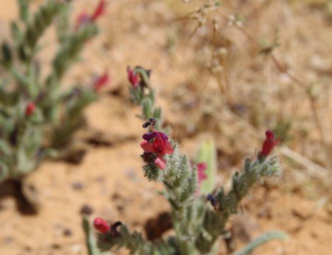 Whole plant