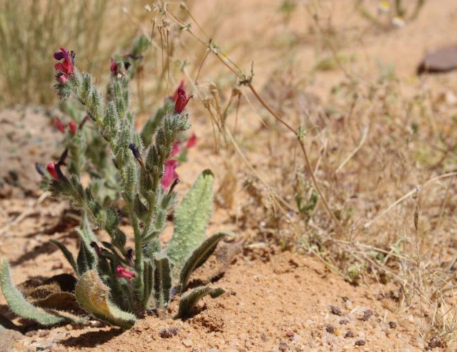 Whole plant