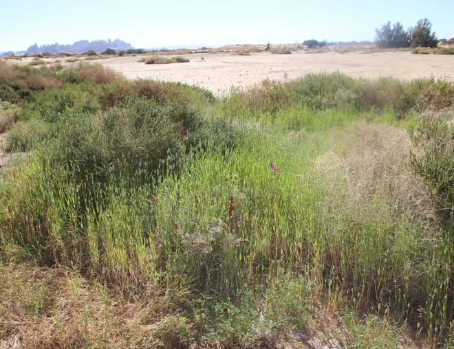Whole plant