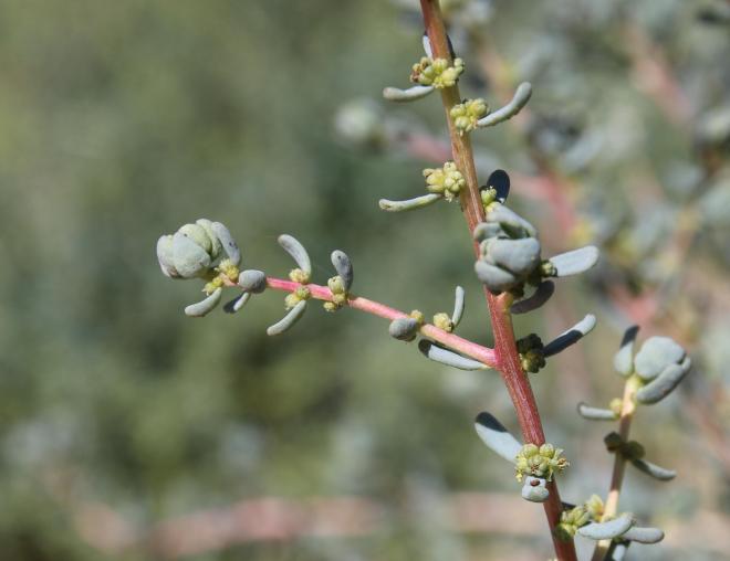 Soda rosmarinus flowers