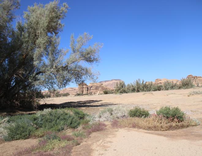 Tamarix aphylla in abandoned agricultural land