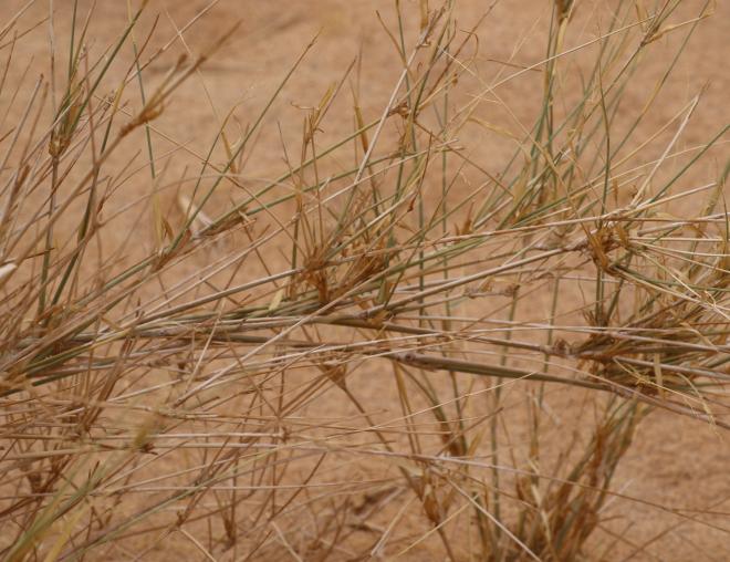 Panicum turgidum stems
