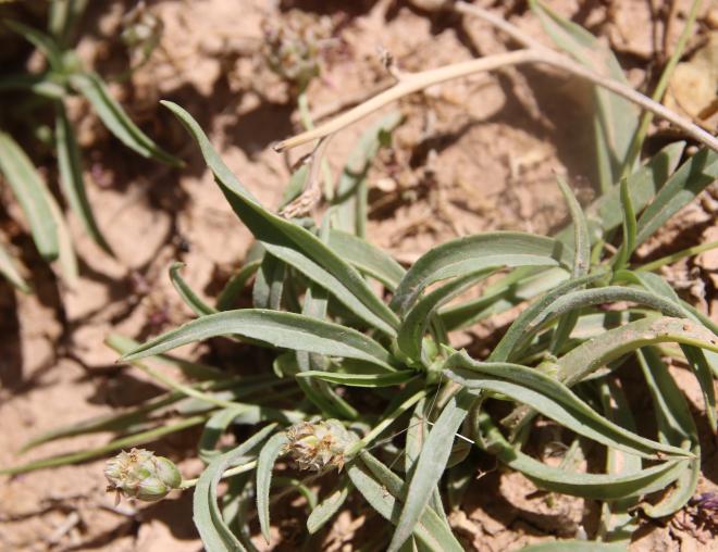 Whole plant
