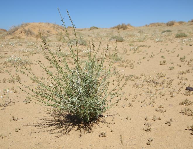 Whole plant