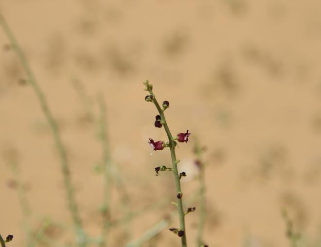 Scrophularia hypericifolia flowers