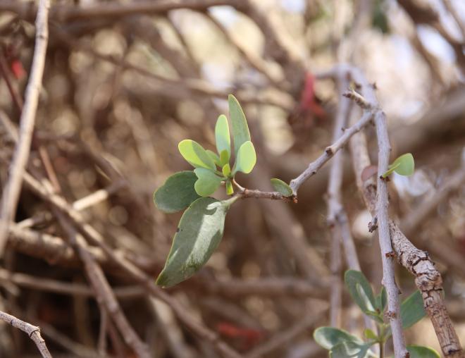 Plicosepalus acaciae leaves