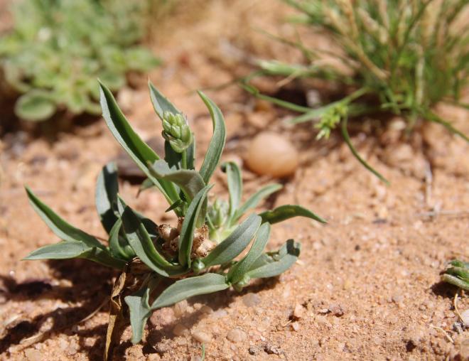 Whole plant