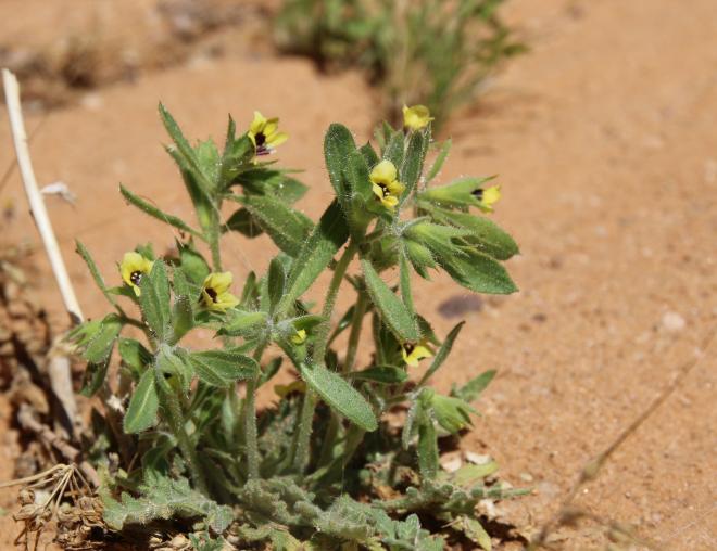 Whole plant
