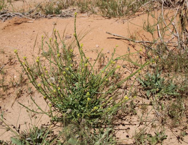 Whole plant