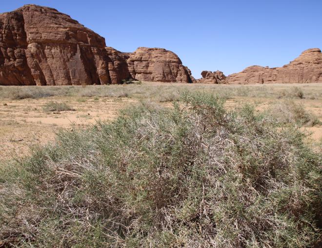 Whole plant