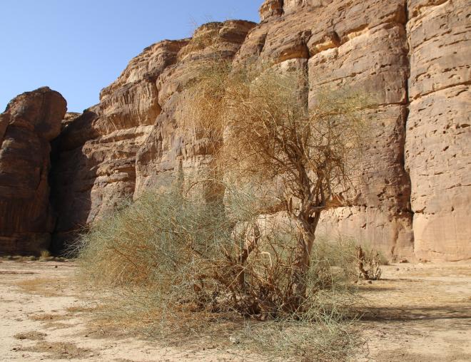 Whole plant