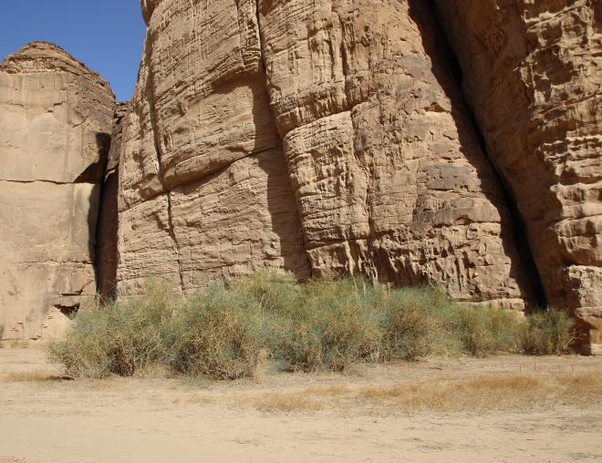 Capparis decidua in a Sandstone canyon