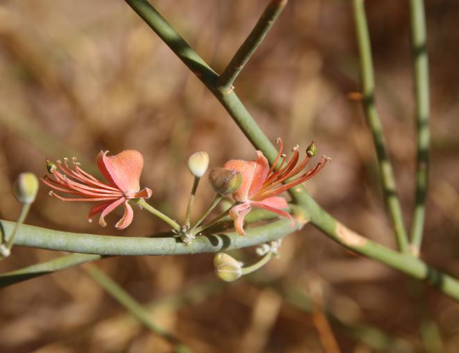 Capparis decidua flowers