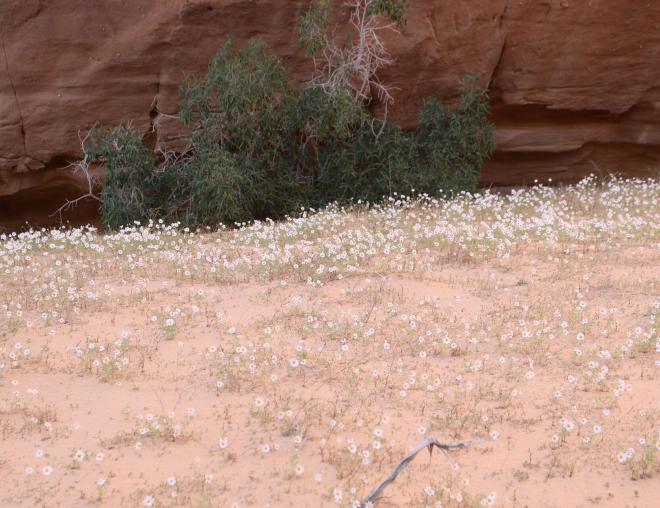 Anthemis deserti on Sandy plains and dunes