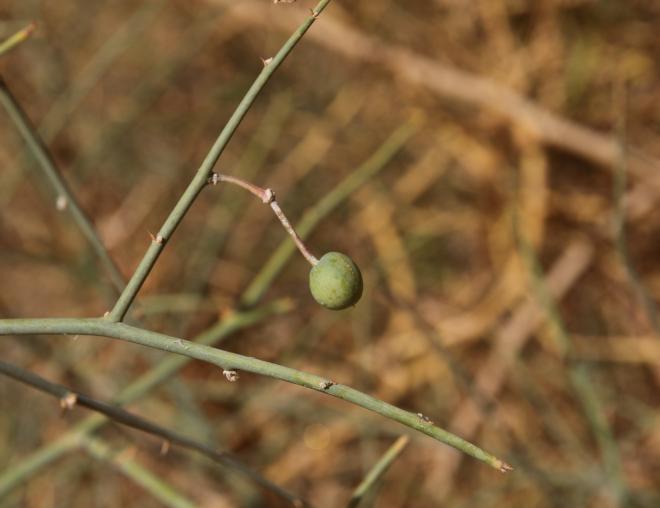 Capparis decidua fruit