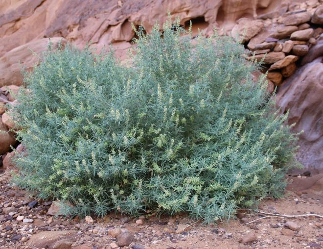 Whole plant