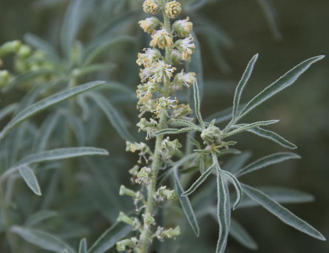 Reseda muricata flowers and fruits