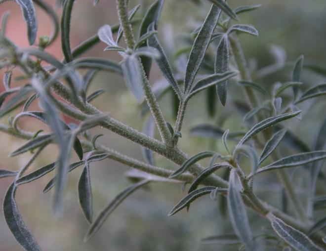 Reseda muricata leaves