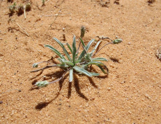 Whole plant