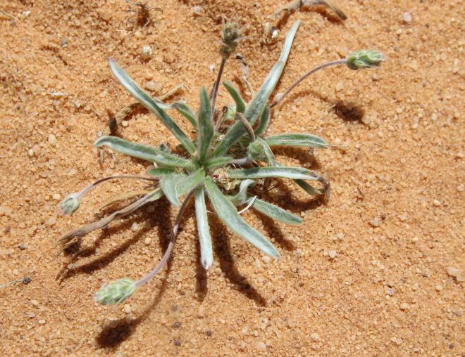 Whole plant