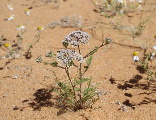 Whole plant