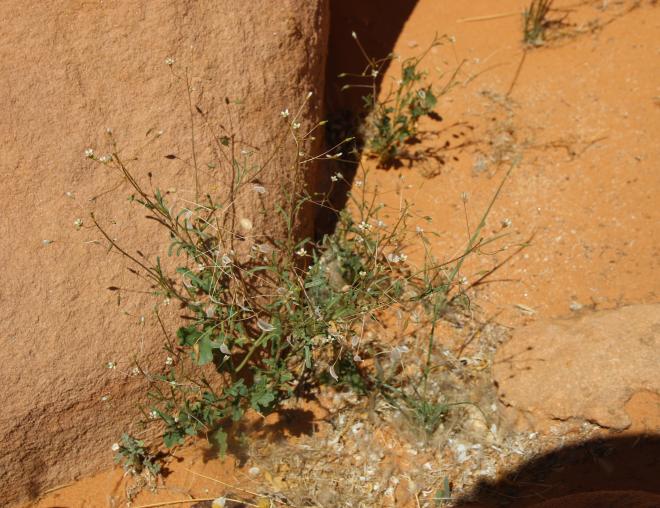 Whole plant