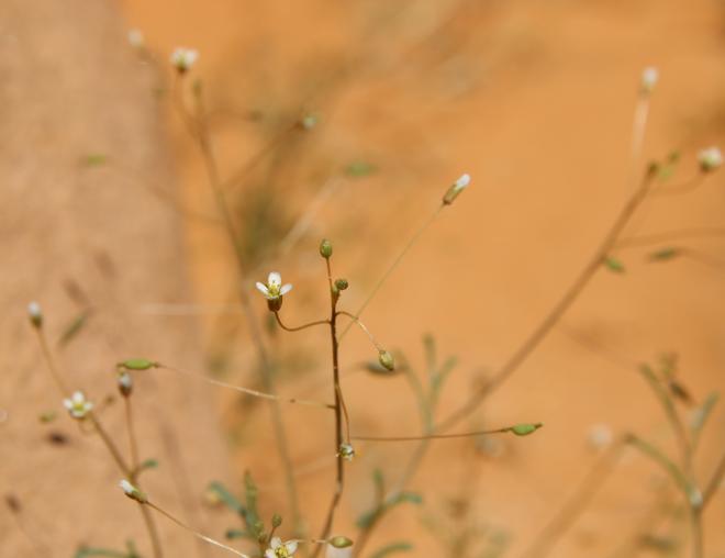 Savignya parviflora flower