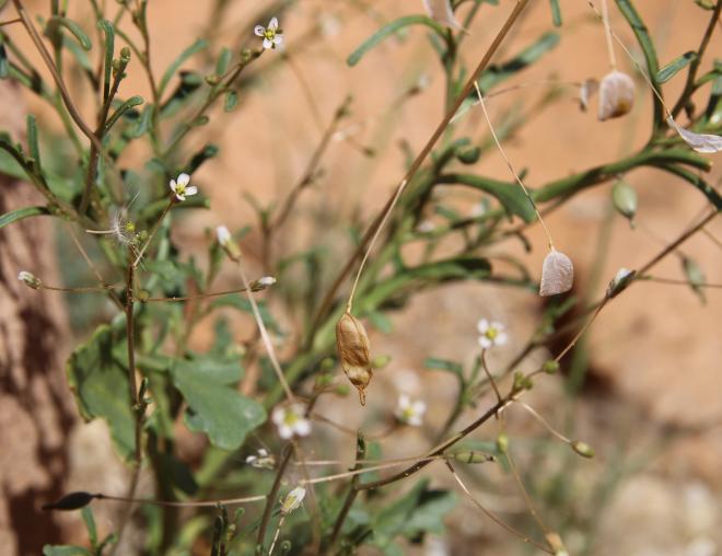 Savignya parviflora fruits