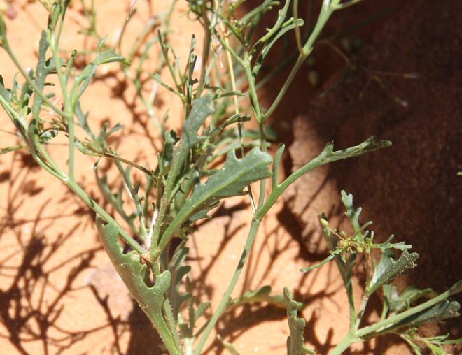 Savignya parviflora leaves