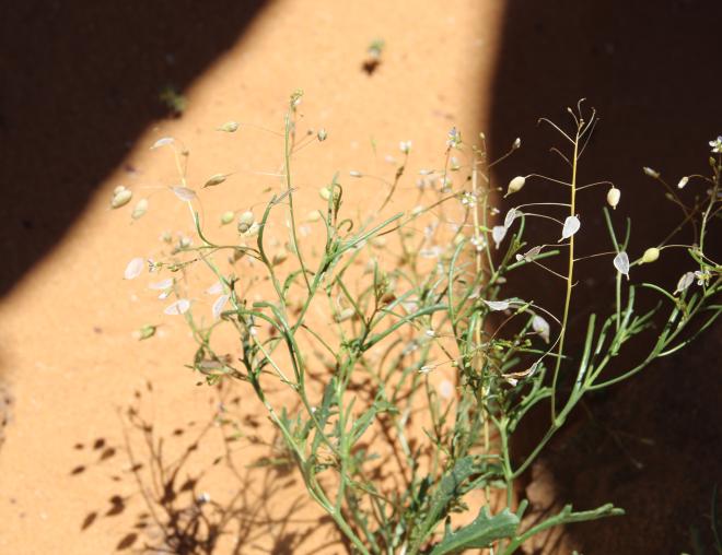 Whole plant
