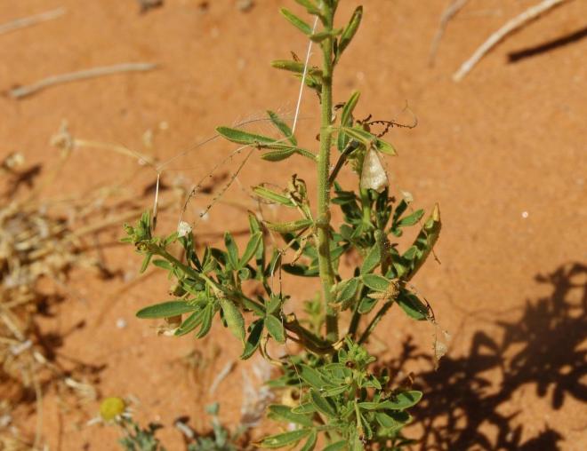Whole plant