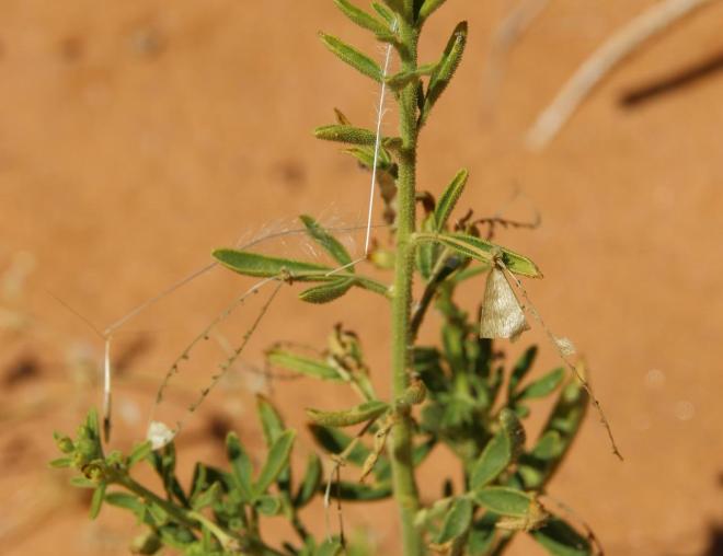 Cleome amblyocarpa leaves